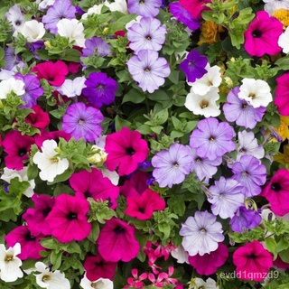 เมล็ดดอกไม้ Petunia Dwarf สี (300เมล็ด) /ผสม Petunia 花籽 / Petunua Seedsed เมล็ด seeds VJAY