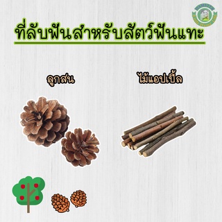 ที่ลับฟันสำหรับหนูแฮมสเตอร์ และสัตว์ฟันแทะ