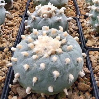 เมล็ดพันธุ์ โลโฟ Lophophora williamsii วิลเลี่ยม 10 เมล็ด แคคตัส กระบองเพชร cactus