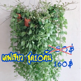 10 ต้น เดฟเขียว,เดฟด่างในตะกร้าคละสี พวงยาวพร้อมลวดสำหรับแขวน