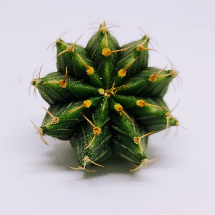 ราคาและรีวิวยิมโนLB ไฮบริด 3 หนาม ไล่ลง บางพูเริ่มมี หนามเดี่ยวแล้วค่ะ ขนาด 3-4 CM (Gymno LB Hybrid) cactus แคตตัส กระบองเพชร