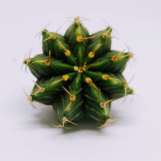 ภาพขนาดย่อของสินค้ายิมโนLB ไฮบริด 3 หนาม ไล่ลง บางพูเริ่มมี หนามเดี่ยวแล้วค่ะ ขนาด 3-4 CM (Gymno LB Hybrid) cactus แคตตัส กระบองเพชร