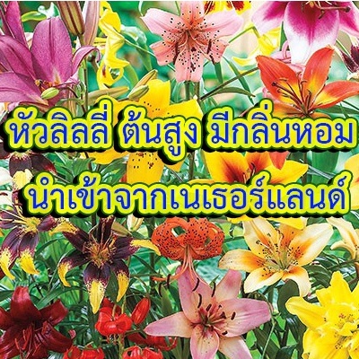 หัวลิลลี่-ต้นสูง-มีกลิ่นหอม-นำเข้าจากเนเธอร์แลนด์