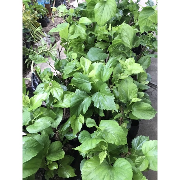มัลเบอร์รี่-ต้นหม่อนเขียงใหม่-60-สูง-20-40-เซนติเมตร-ถุงละ-35-บาท-3-ถุง-100-บาท