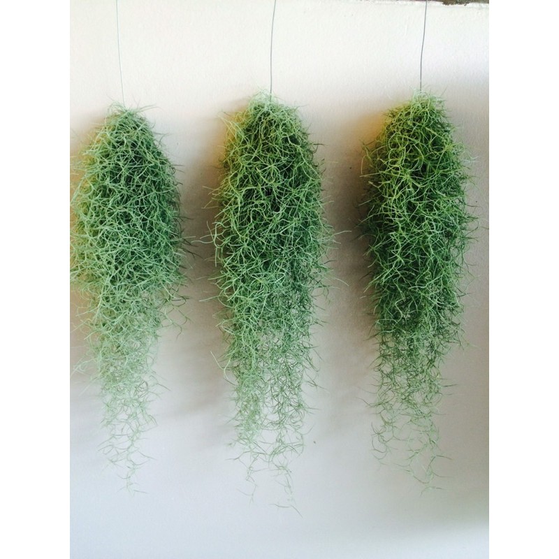 เคราฤาษี-พืชฟอกอากาศ-หนวดฤาษี-spanish-moss