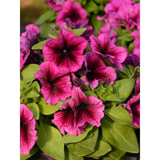 AGA SHOP เมล็ด พิทูเนีย สี เวน (Petunia Vein) 100 เมล็ด