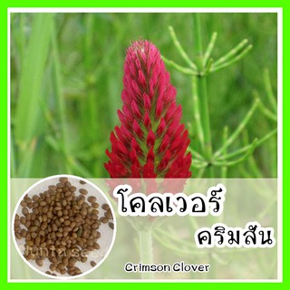 พร้อมส่ง ❗ รหัส  เมล็ดพันธุ์แท้ OP แท้   โคลเวอร์คริมสัน - Crimson Clover50 เมล็ด (ไม่ใช่พืช)