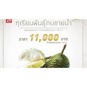 ต้นทุเรียนกบชายน้ำ-สินค้าใหม่ปี65