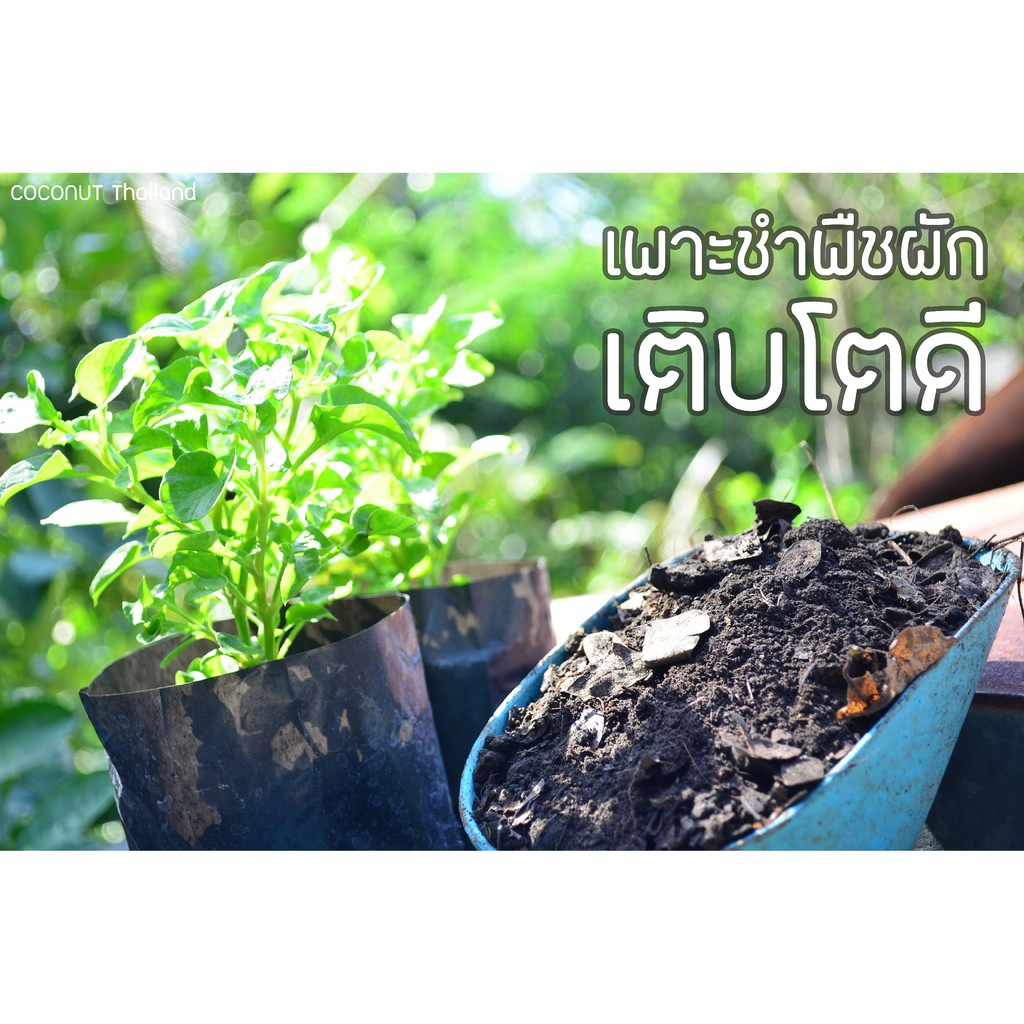 ดินขุยไผ่ผสมใบก้ามปู-3-ถุง-16-5-กิโลกรัม-ดินสำหรับปลูกผัก-ดินพร้อมปลูก