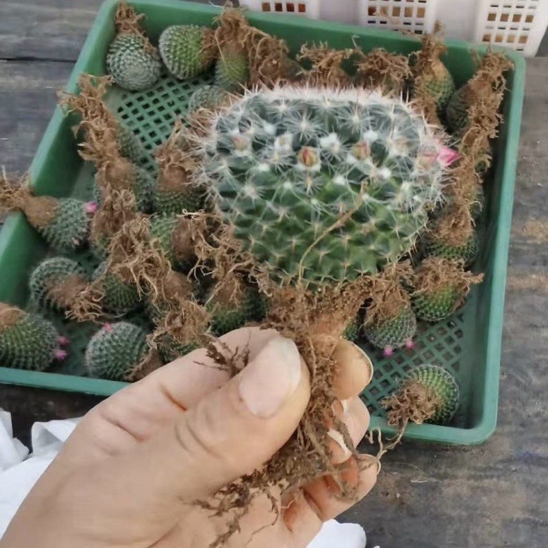 ถูกสุด-cactus-แมมแม่เฒ่า-ไม้เมล็ด-ขนาด-4-ซม-กระบองเพชร-แคคตัส