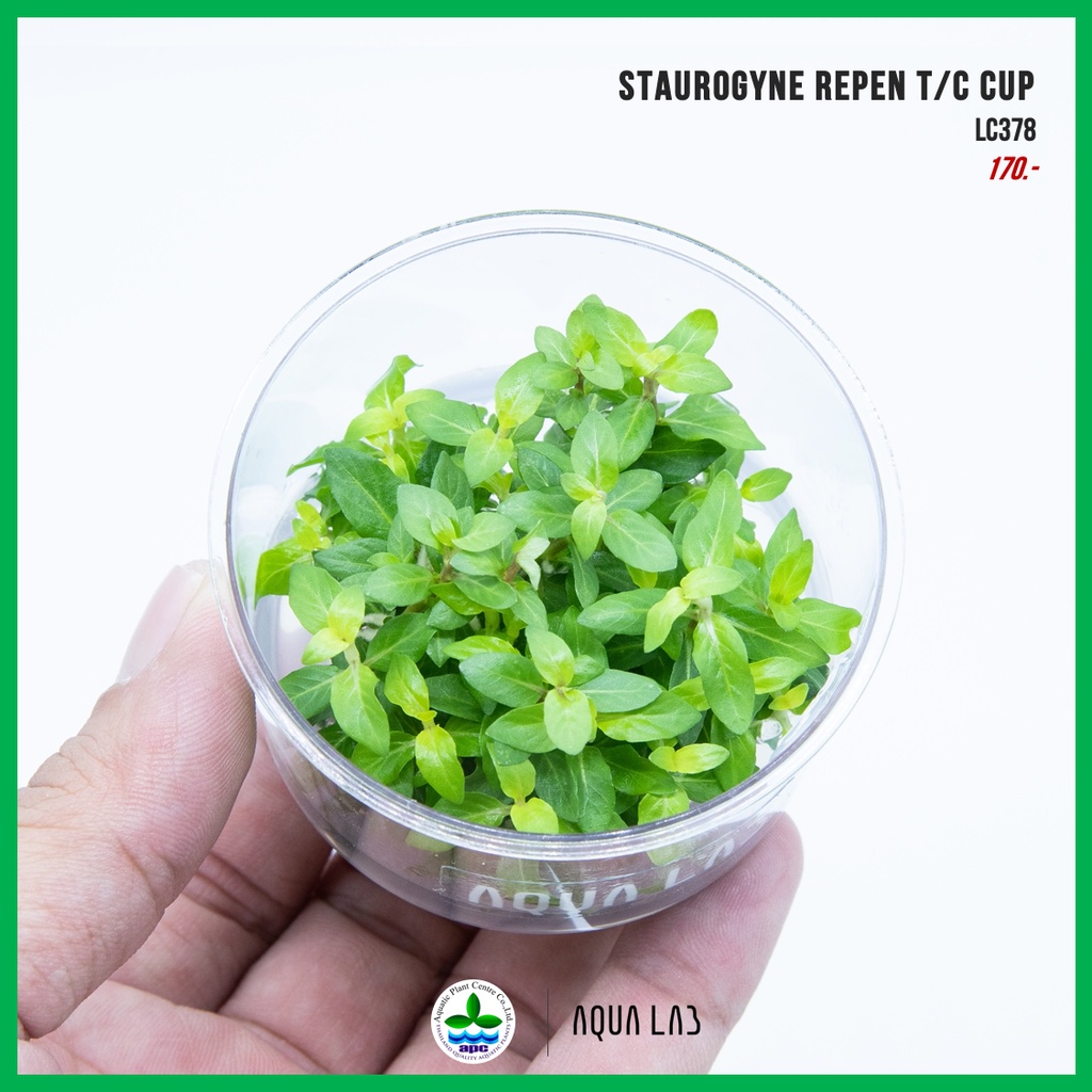 [APC] Staurogyne repen (ไฮโกรใบมน) [ไม้น้ำ - Aquatic Plants] LC378 ...