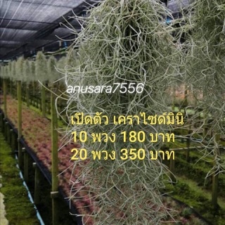 เคราฤาษี ไซด์มินิ ยาว 20 ซ.ม.