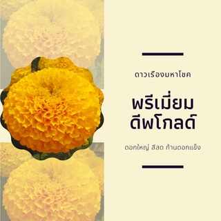 50 เมล็ด -เมล็ดพันธุ์ดาวเรืองมหาโชค พรีเมี่ยมดิฟโกลด์ สีส้มทอง(ทองเข้ม) ดาวเรืองตัดดอก ดอกใหญ่ : ร้าน dddOrchids