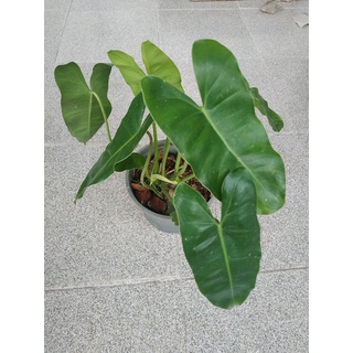 ฟิโลเขียว 🌲🌲🌲🌲🌲🌲🌲ต้นฟิโลเดนรอน