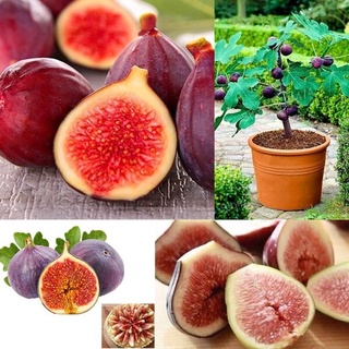 ต้นมะเดื่อฝรั่ง มะเดื่อ มะเดื่อฝรั่ง เมล็ดพันธุ์ Figs Seeds ต้นไม้ ต้นไม้ประดับสด เมล็ด（นี่มันเมล็ดพืช ไม่ใช่พืช!）