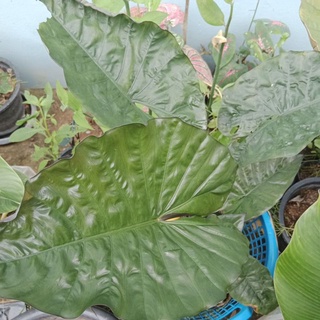 สบู่เลือด alocasia สบู่เลือดใบมันเงาสวยๆ