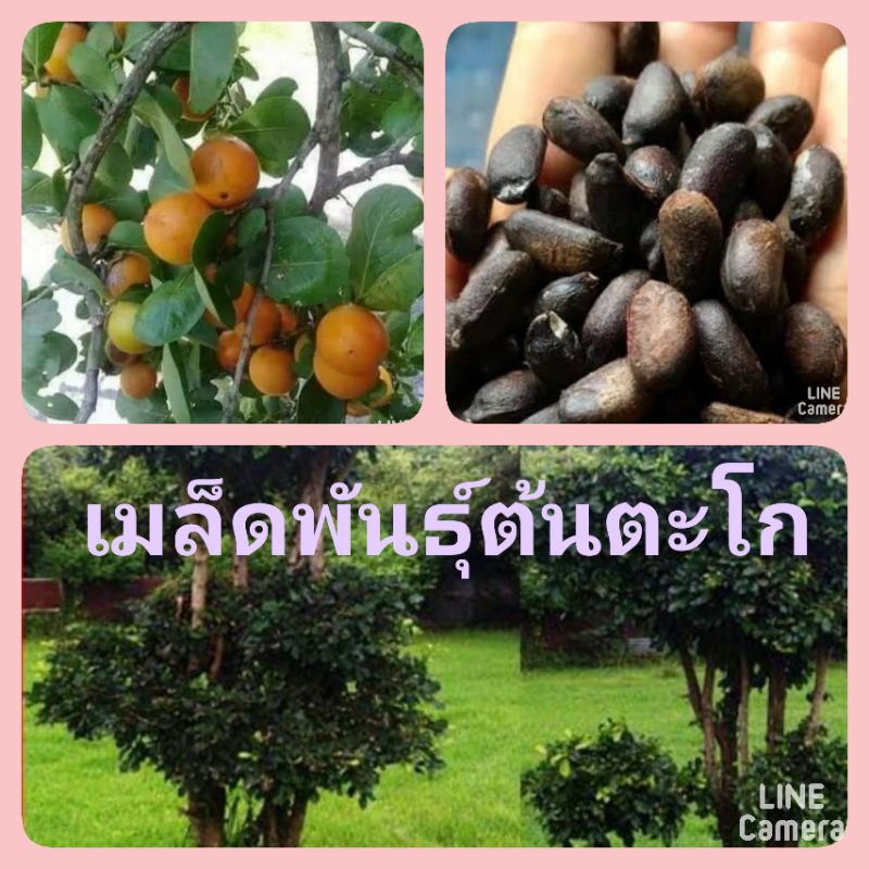 เมล็ดพันธุ์ต้นตะโกนา-เม็ดตะโกนา-เมล็ดพันธุ์ไม้ประดับ-ชุดล่ะ-100-เมล็ด