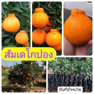 ต้นพันธุ์ส้มเดโกปอง เสียบยอดมีรากแก้ว โตไว ต้นแข็งแรง พร้อมปลูก