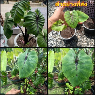 (1ต้น) Colocasia Pharaoh s Mask บอน หน้ากากฟาโรห์ บอนประดับ happy