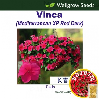 Seeds: Kumarakom เตียง Mediterranean XP Red DARK (10sds) หอยขม: เมดิเตอร์เรเนียน XP (สีแดง) seeds VJNI