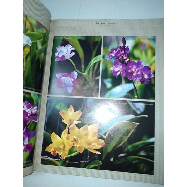 orchid-mania-รวมพลคนรักกล้วยไม้-ปกแข็ง