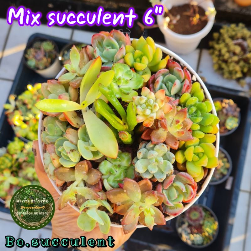 mix-succulent-ไม้รวมอวบน้ำ-ไม้อวบน้ำ-ไม้รวม