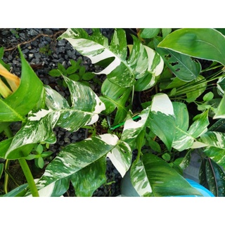 epipremnum pinnatum variegated albo can ship to singapore and malaysia