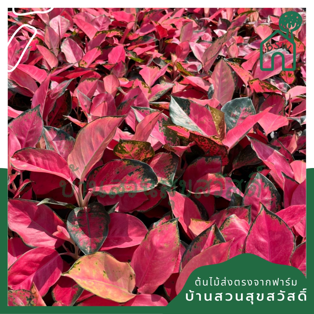 อโกลนีมาช้างแดง-มาในกระถางพร้อมตั้ง