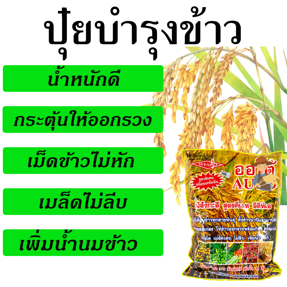 ส่งเร็ว-ปุ๋ยข้าว-ออโต้-1-กิโล-ช่วยให้ข้าวร่วงแน่น-โต-เมล็ดเต็ม-ไม่ลีบ-มีน้ำหนัก-ยาบำรุงข้าว-ปุ๋ยใส่นาข้าว-ฮอโมนข้าว