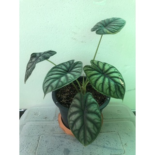 อโลคาเซีย ดราก้อน สเกล Alocasia Dragon Scale ไซต์ใหญ่ ไซต์ตั้งแม่ ลายชัด สีสด ต้นสมบูรณ์มาก