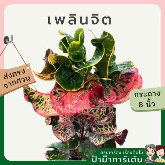 โกสน-เพลินจิตส่งพร้อมกระถาง-8-นิ้ว