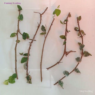 Creeping fig plant 5 cuttings / Batang pokok daun menjalar裙子/男装/手链/头饰/文胸/通心菜/母婴/向日葵/儿童/玫瑰/ OYKK