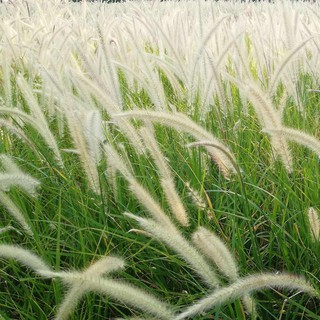 🌾หญ้าน้ำพุ ดอกสีขาว ขุดสด รากเยอะ ส่งแบบหุ้มตุ้ม ปลูกง่าย เป็นไม้ทนแดด ปลูกตกแต่งร้านขายกาแฟ ร้านอาหาร  ราคาถูก