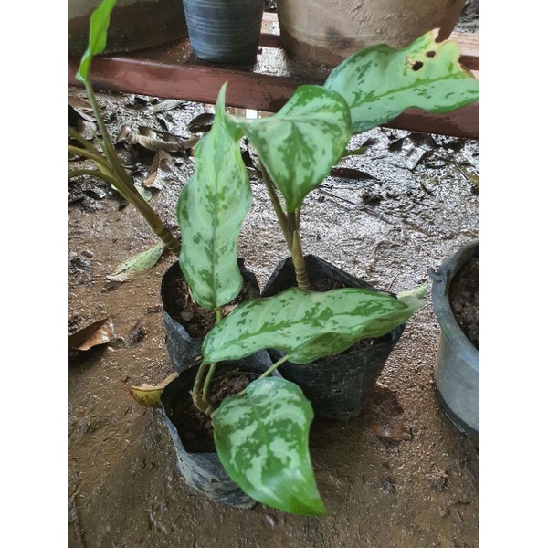 เขียวหมื่นปี-ว่านขันหมาก-aglaonema-อโกลนีมา-ไม้มงคล