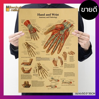 มือ และ ข้อมือ Hand and Wrist anatomy ร่างกายมนุษย์ ภาพโปสเตอร์ สไตล์วินเทจ เพื่อการศึกษาเรียนรู้ ตกแต่งบ้าน คลีนิค