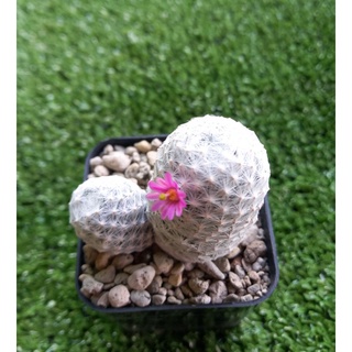 2 ต้น 100.- แมมลูกก็อล์ฟ  กระบองเพชร  (Mammillaria humboldtii)