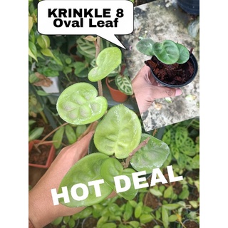 โฮย่า แปดลักยิ้มใบกลม hoya krinkle Oval leaf