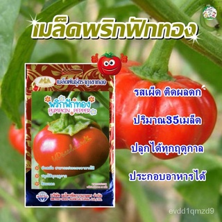 เมล็ดอวบอ้วน100%เมล็ดพริกฟักทอง PUMPKIN PEPPER เมล็ดพันธุ์ผัก เมล็ดพันธุ์ผักสวนครัว เมล็ดดอกไม้ พริกฟักทอง ตราภูเขาทองเม