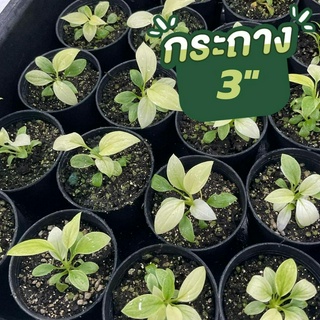 เสน่ห์จันทร์ บุษราคัมฟูลมิ้นต์ Homalomena Rubescens Mint