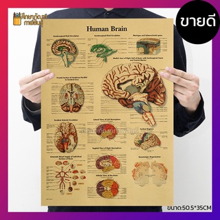 ระบบ สมองมนุษย์ Human Brain ภาพโปสเตอร์ ร่างกายมนุษย์ กระดาษคราฟท์ สไตล์วินเทจ เพื่อการศึกษาเรียนรู้ ตกแต่งบ้าน คลีนิค