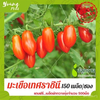 อินทรีย์ ต้น ดอก/เมล็ดพันธุ์ผักสลัด มะเขือเทศราชินี 150เมล็ด อัตราการงอก95% (แถมฟรี!!!เมล็ดดอกทานตะวัน) JB8X