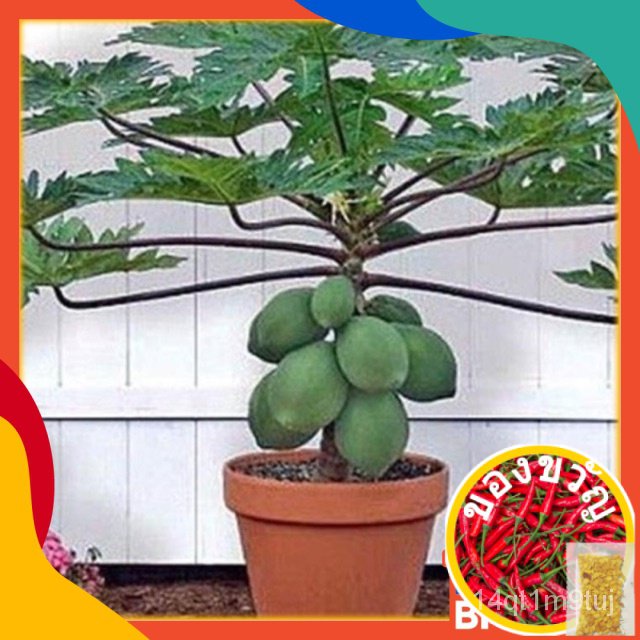 5pcs-seeds-betik-sekaki-1-feet-papaya-potted-friendly-balcony-friendly-fun1