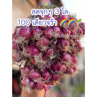 หอมปึ๋งพร้อมส่ง พร้อมขายหัวใหญ่มากราคาแสนถูก 3 กก. 100 เดียวจ้า.-🌱🌱🍃