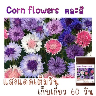 30 เมล็ด ดอกไม้กินได้ Cornflower คละสี