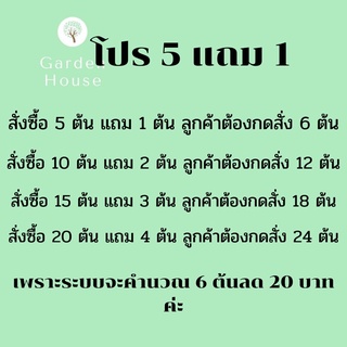 ภาพขนาดย่อของภาพหน้าปกสินค้าไม้จิ๋ว ไม้มงคลราคา 20 บาท ซื้อ 5 แถม 1สั่งขั้นต่ำ 2 ต้นนะคะ ชุดที่ 6 จากร้าน graden_house บน Shopee ภาพที่ 1