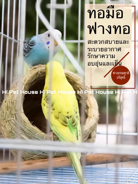 dandan-birds-nest-บ้านนก-นกแก้วขนาดเล็ก-ฟอพัส-เลิฟเบิด-หงหยก-มีพร้อมส่ง