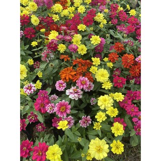 Flower Garden F103 ต้นบานชื่น Zinnia เหลือง แดง ชมพู ส่งต้นพร้อมดอก ไม้ประดับ #ไม้แดด แบบถุง