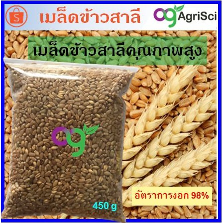 450-กรัม-เมล็ดพันธุ์ข้าวสาลี-พันธุ์ฝาง-60และเมล็ดนำเข้า-สำหรับเพาะต้นอ่อนข้าวสาลี