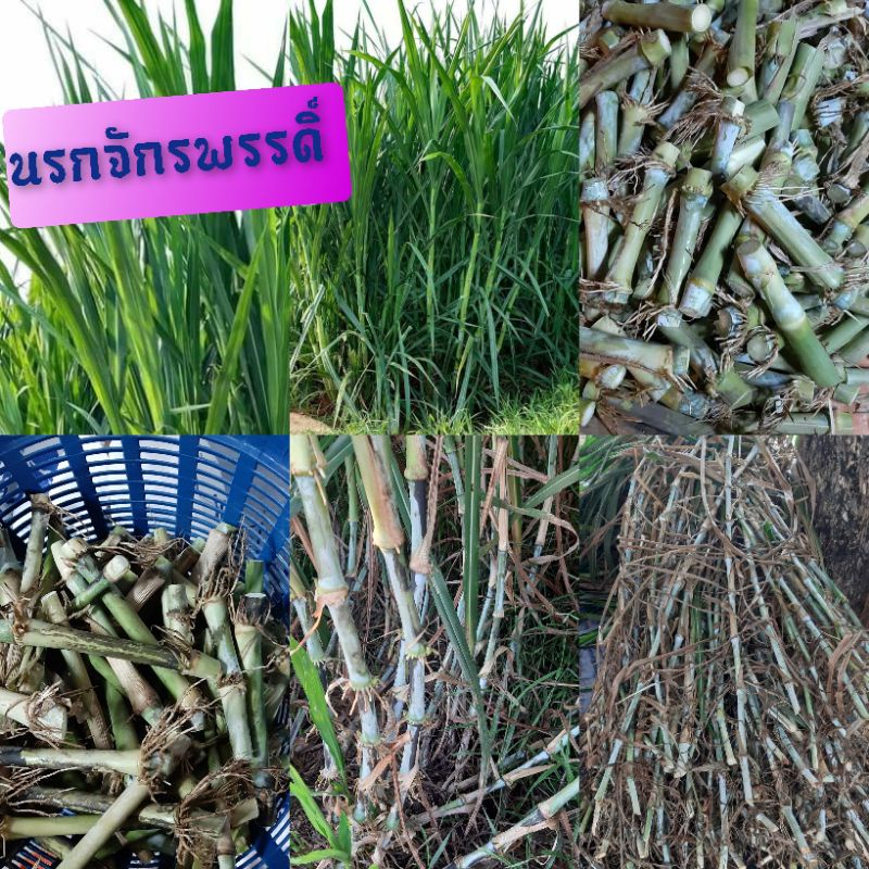 นรกจักรพรรดิ์-ท่อนพันธ์หญ้านรกจักรพรรดิ์-กล่องละ-200ท่อน