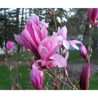ต้นจำปีชมพู พันธุ์ริกกี้ ดอกสีชมพูเข้ม ดอกขนาดใหญ่